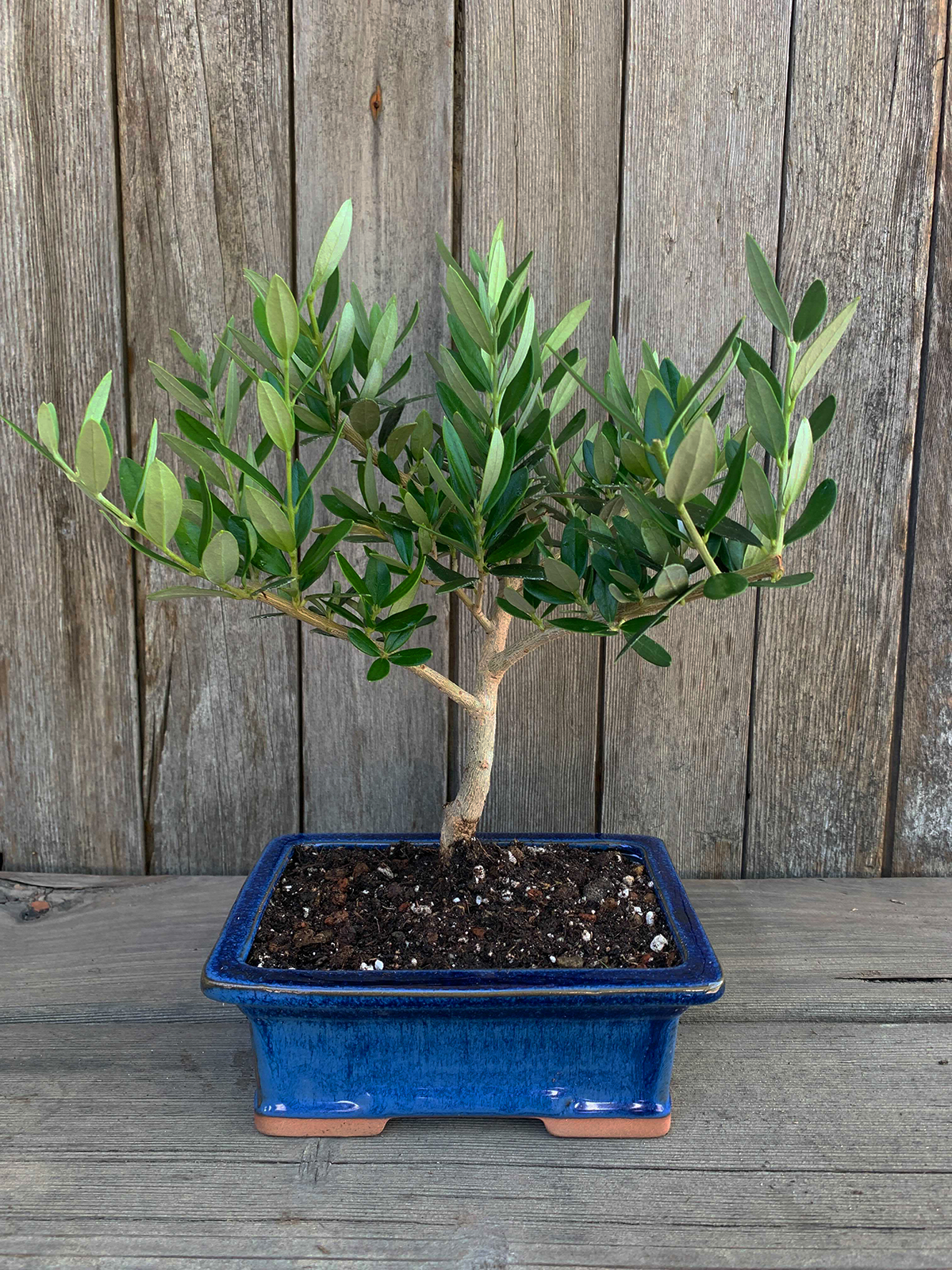 The perfect gift for nature lovers, a bonsai tree - Mistral Bonsai